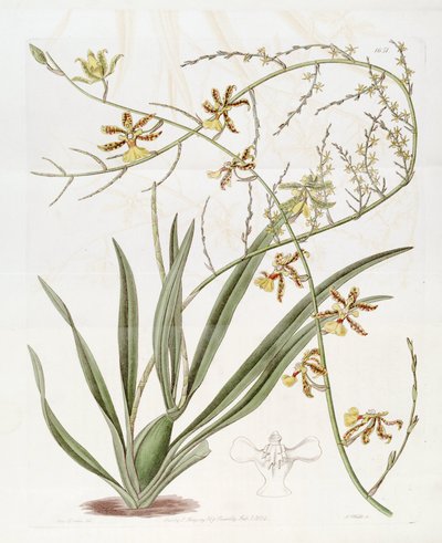 Illustratie van Oncidium altissimum (Jacq.) Sw. (Deze tekening is NIET Oncidium baueri, zie disambiguatiepagina Oncidium altissimum) door Miss Drake